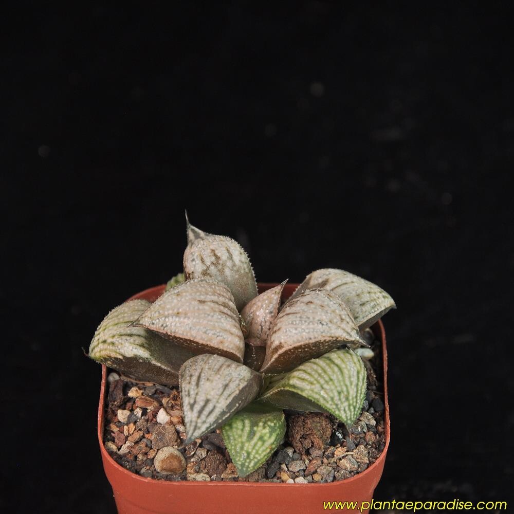 Haworthia hybrid