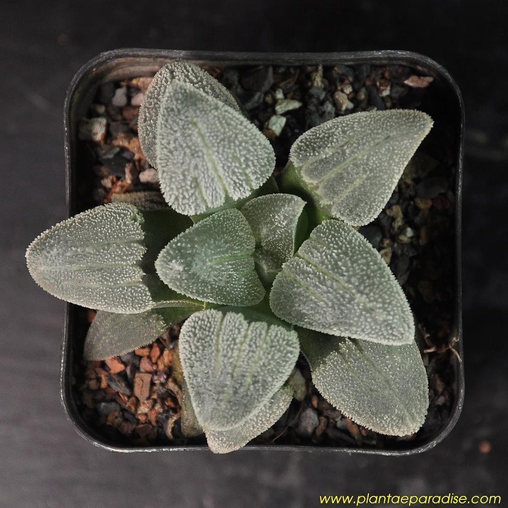 Haworthia