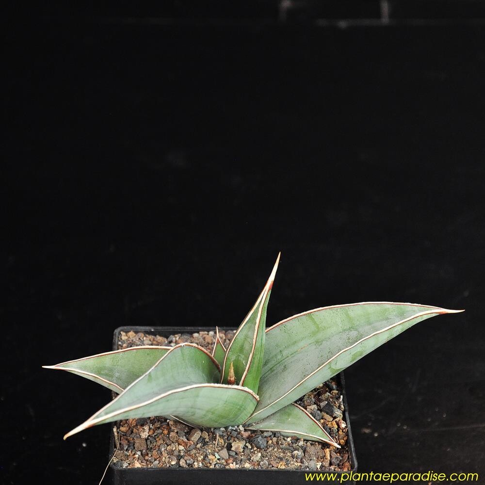 Sansevieria pingulcula x unicorn