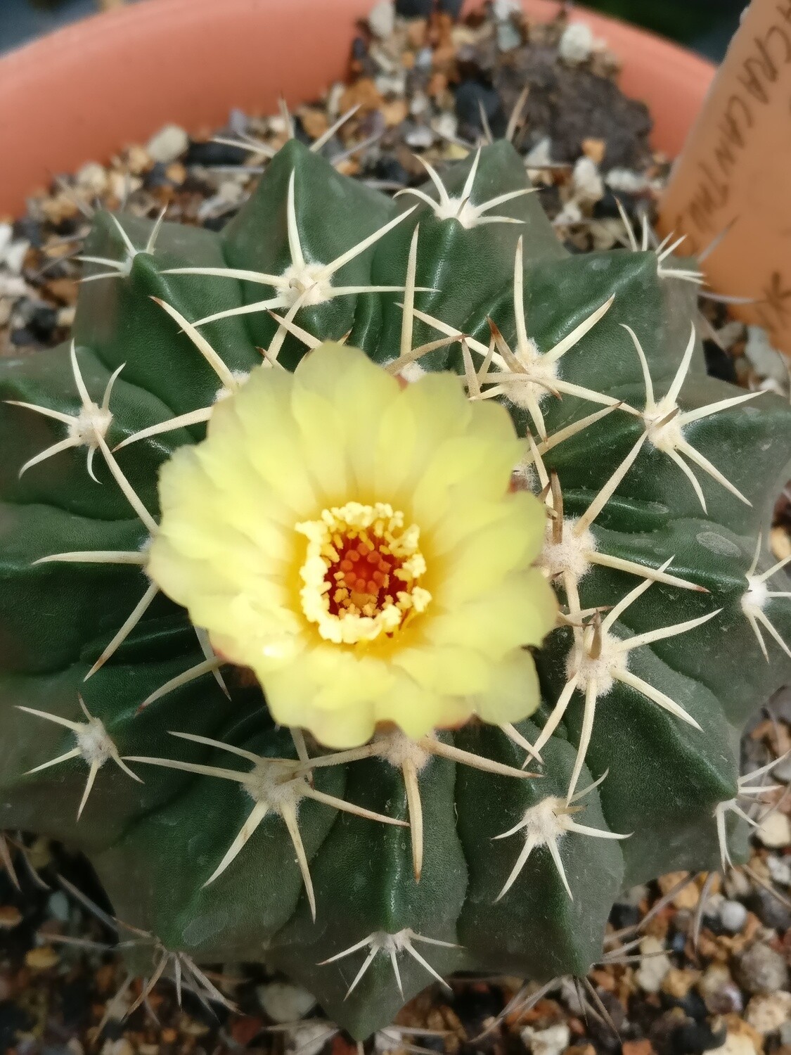 Wigginsia Sessiliflora