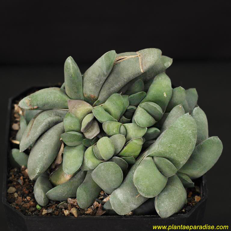 Gasteria Glomerata (Kouga Gasteria)