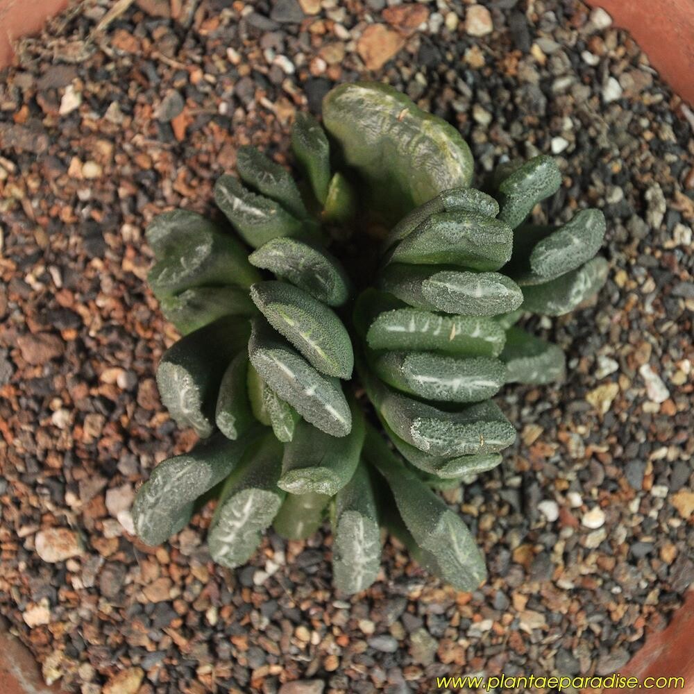 Haworthia