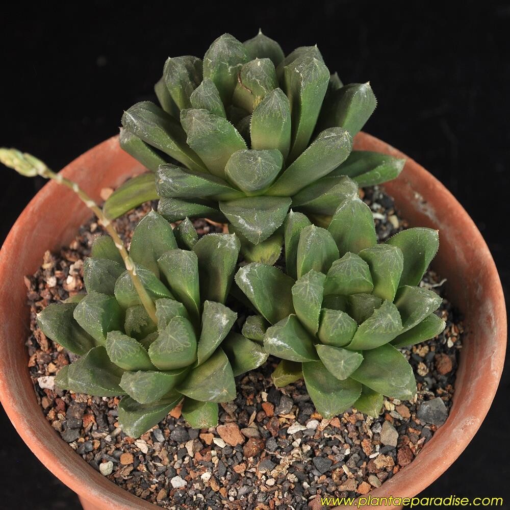 DISPLAY PIC OF SPECIMEN PLANT
