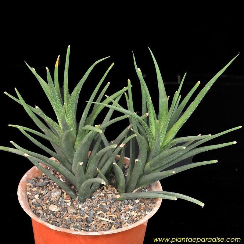 Haworthia longiana Gamtoos River Valley