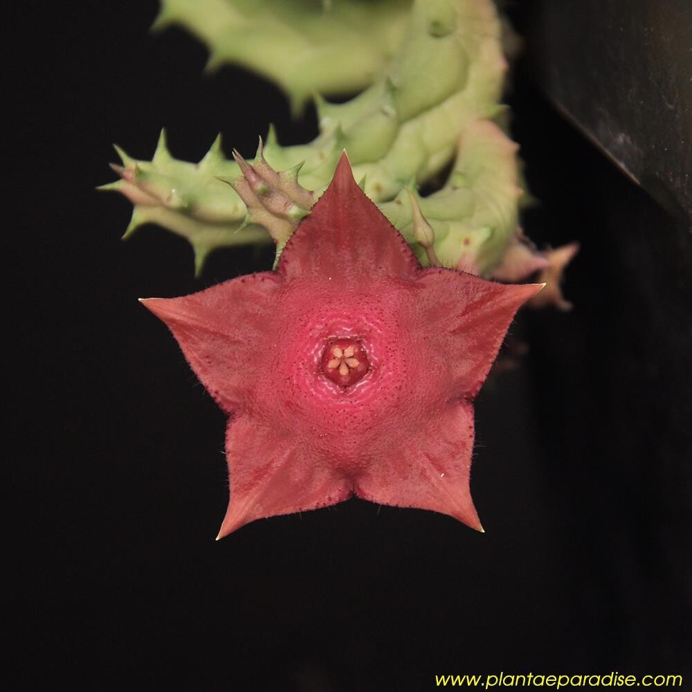 HUERNIA RASPBERRY