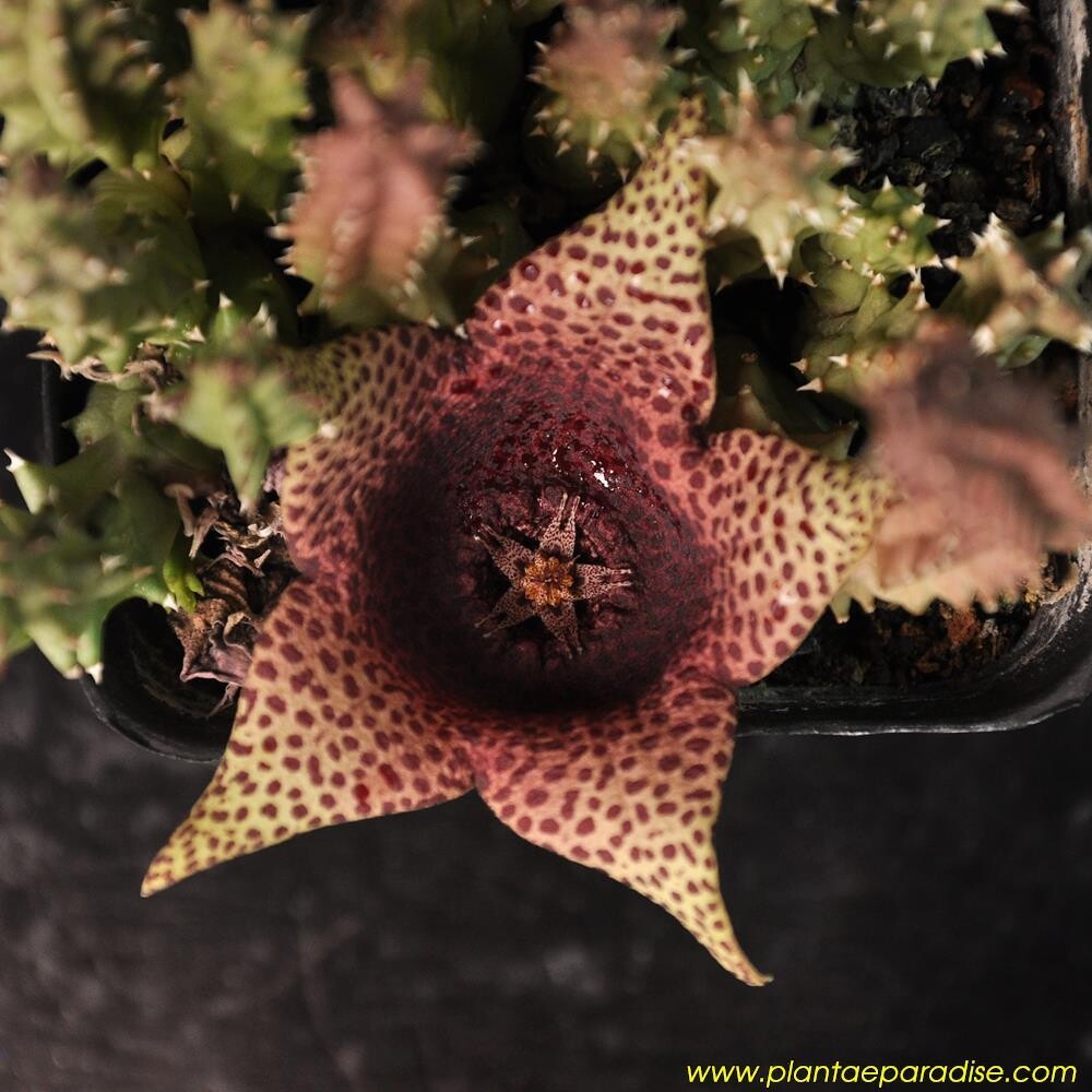 Caralluma Purple Nurple