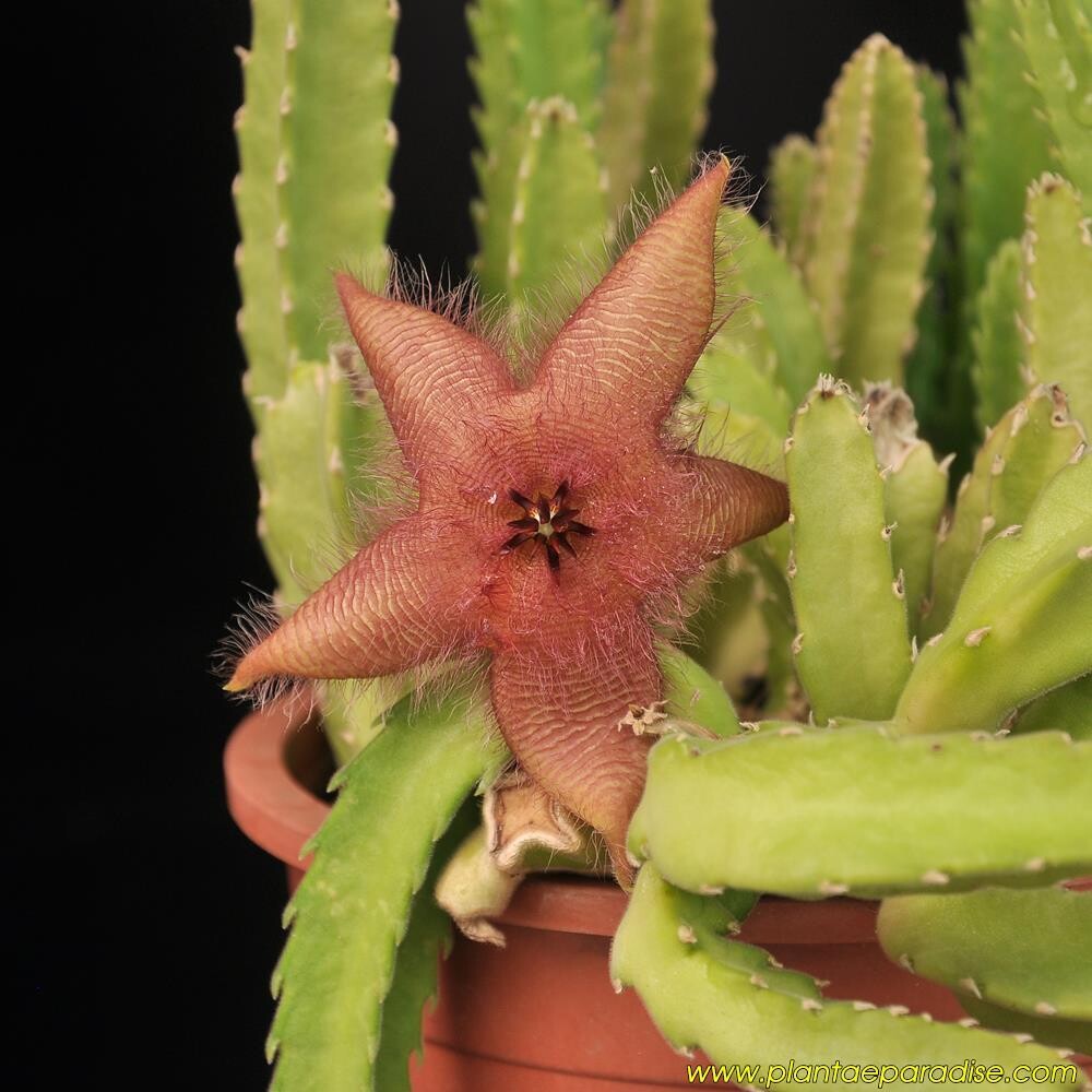 Stapela hirsuta Red clone