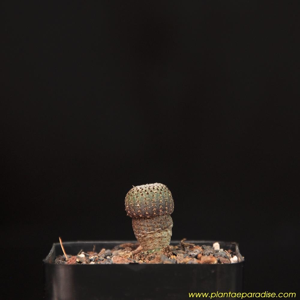 Frailea Castaneoides PR 0071