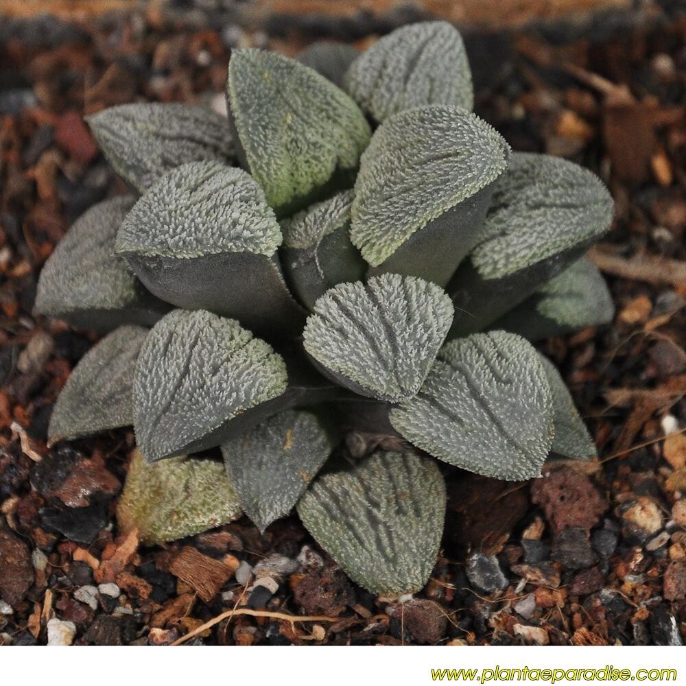 Haworthia pygmea cv Snow Boy