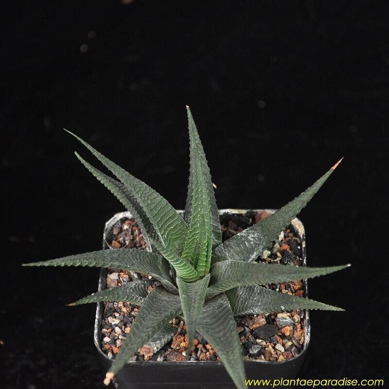 Haworthia limifolia (long leaf form)