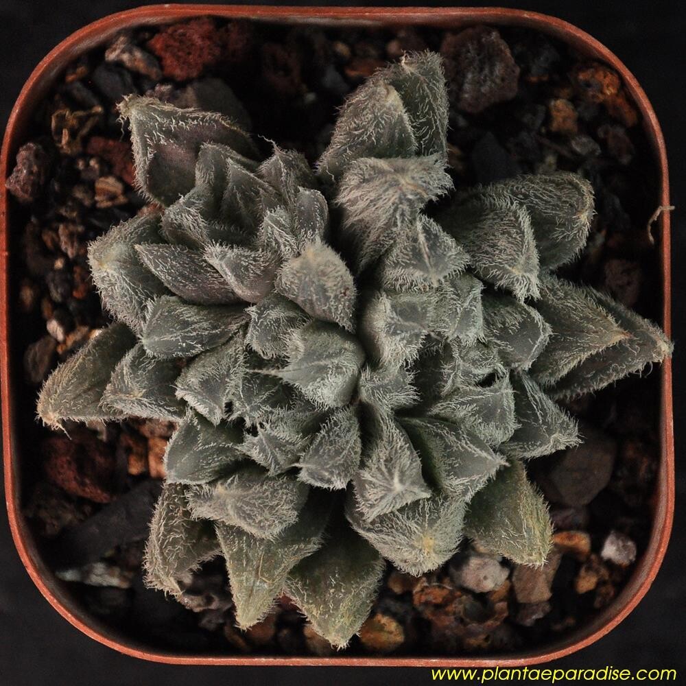 Haworthia cooperi v venusta Big Window