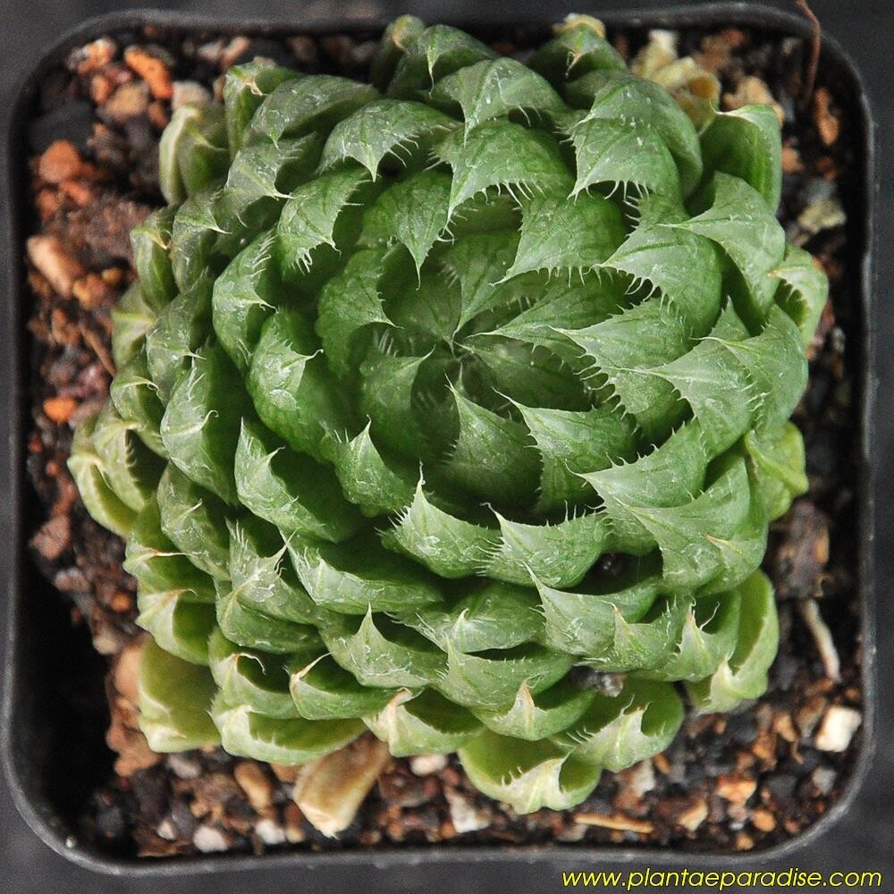 Haworthia