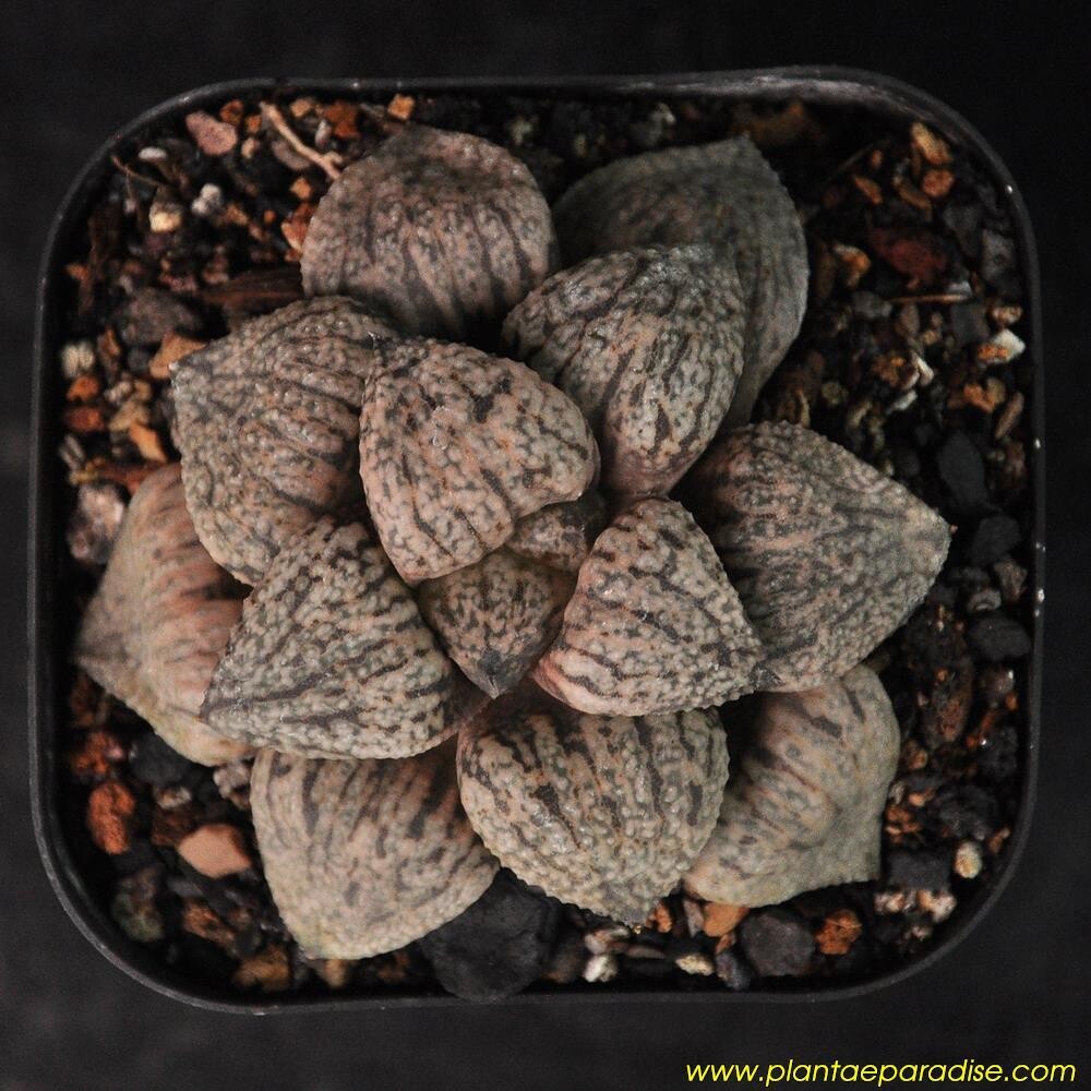 Haworthia picta