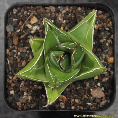 Agave victoria reginae (Wide leaf form)