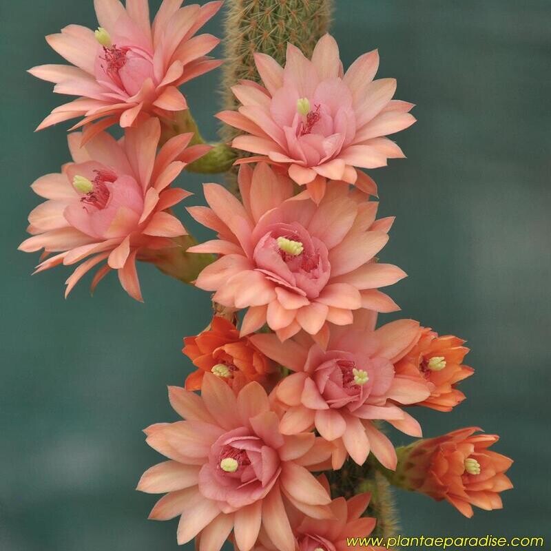 Hildewintera -Hybr. `Traisengluck`