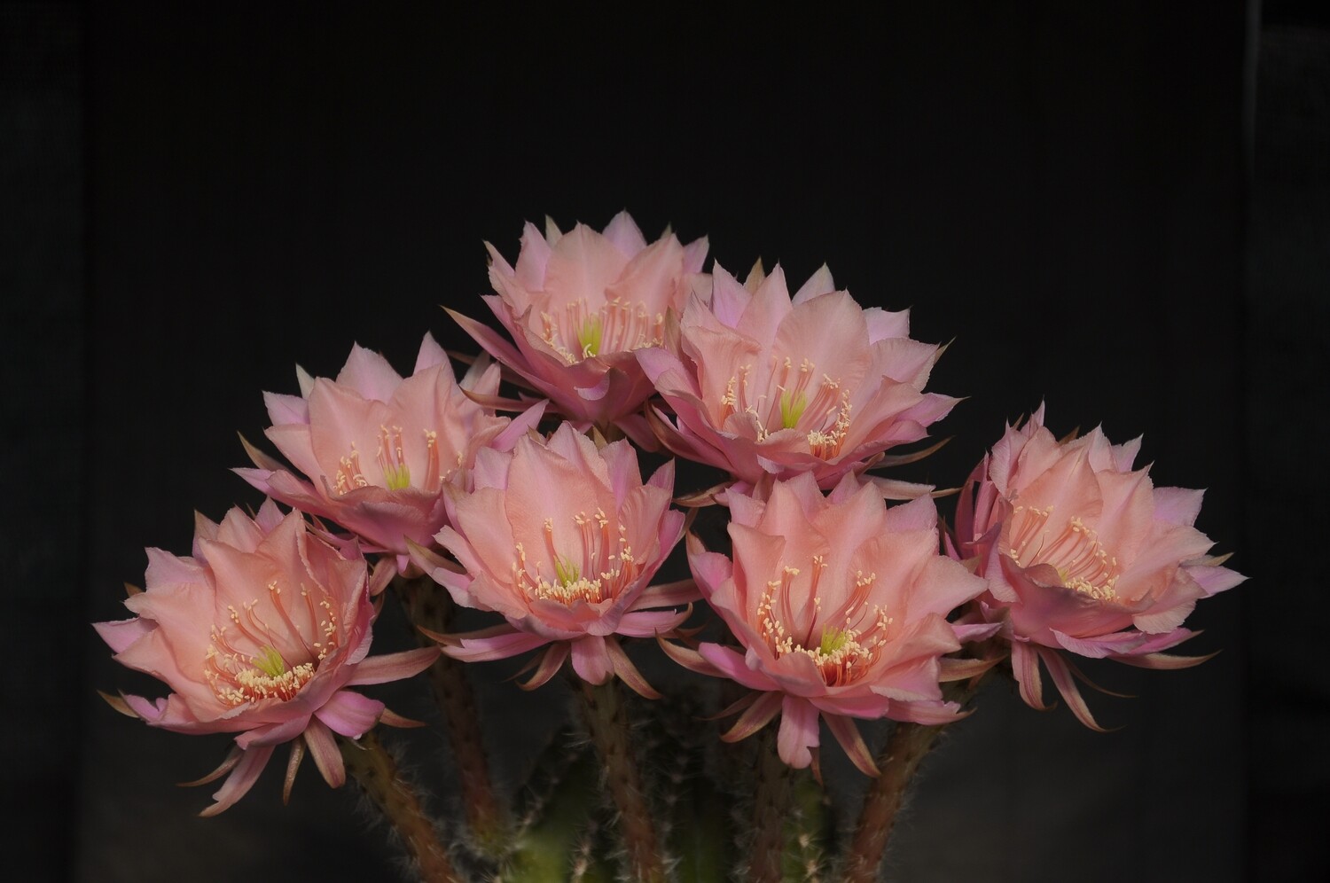 Echinopsis hybrid Peach Ishtaar Echinopsis hybrid Peach Ishtaar