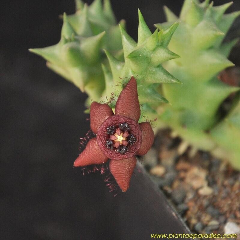Orbea semota subsp. orientalis