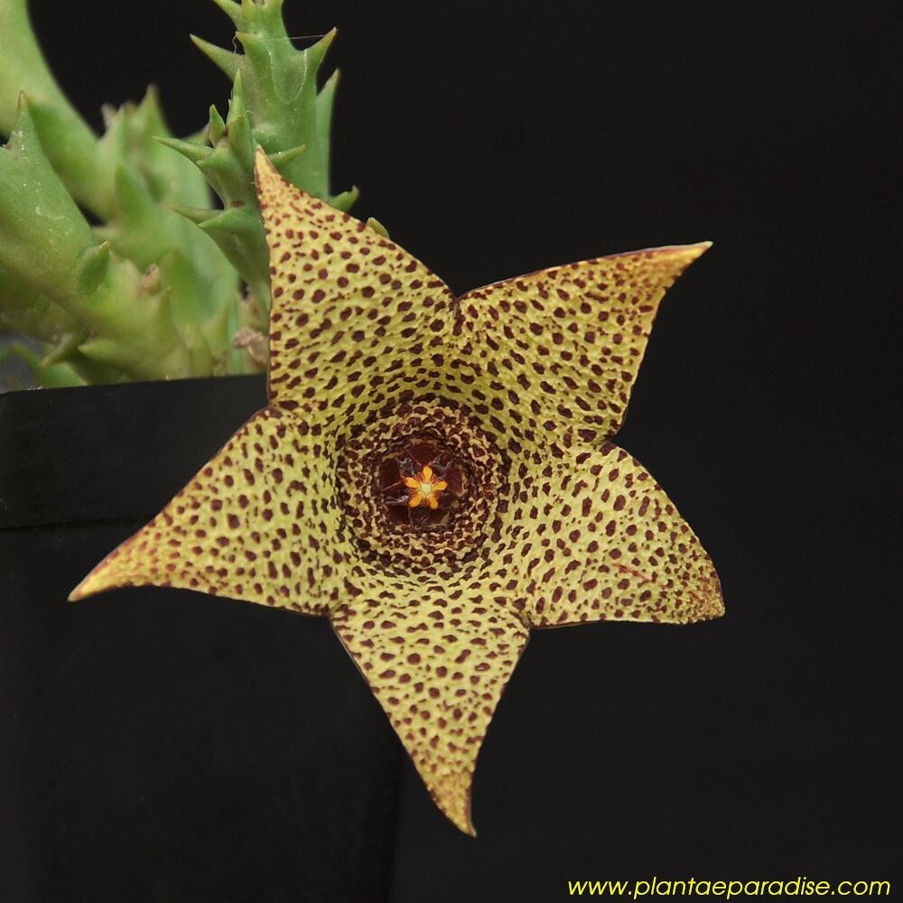 Orbea pulchella