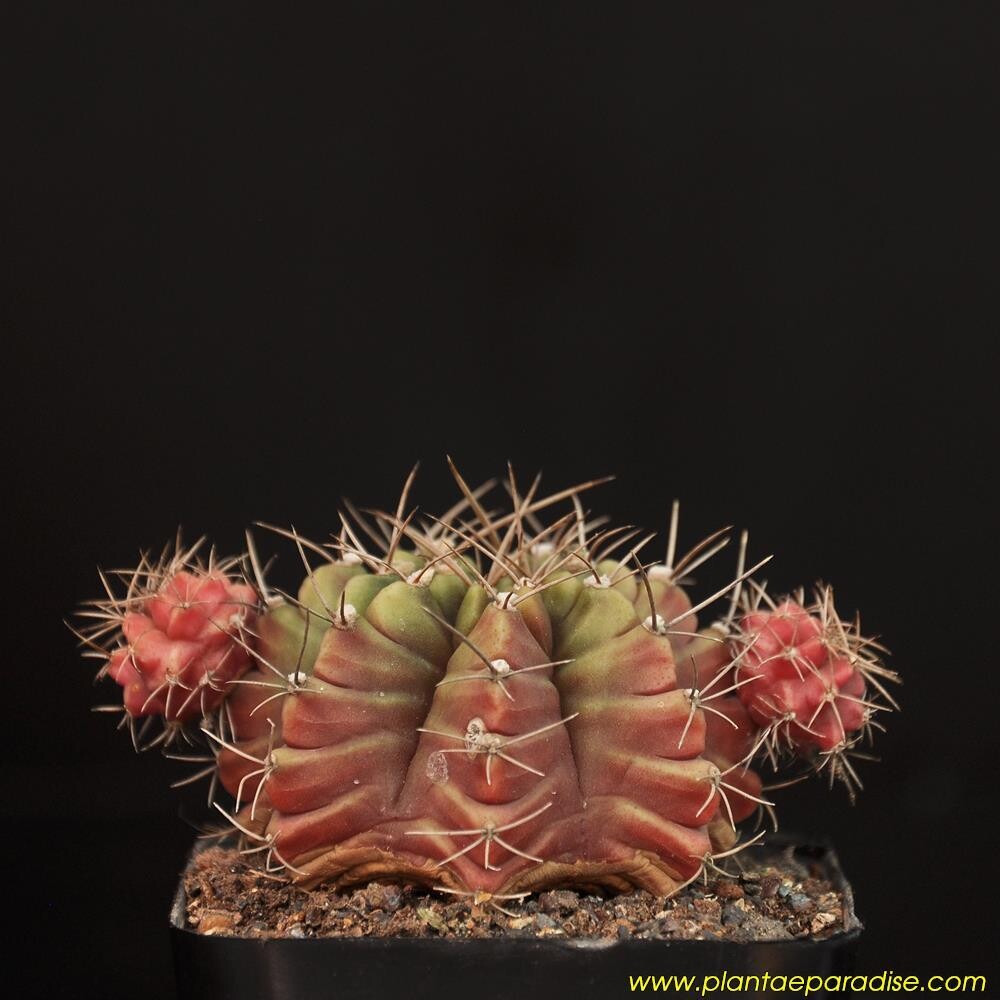 Gymnocalycium mihanovichii var friedrichii (Golden Flower)