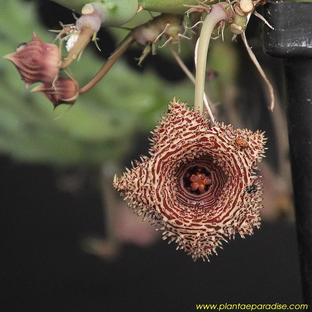 Huernia hysterix var appendiculata