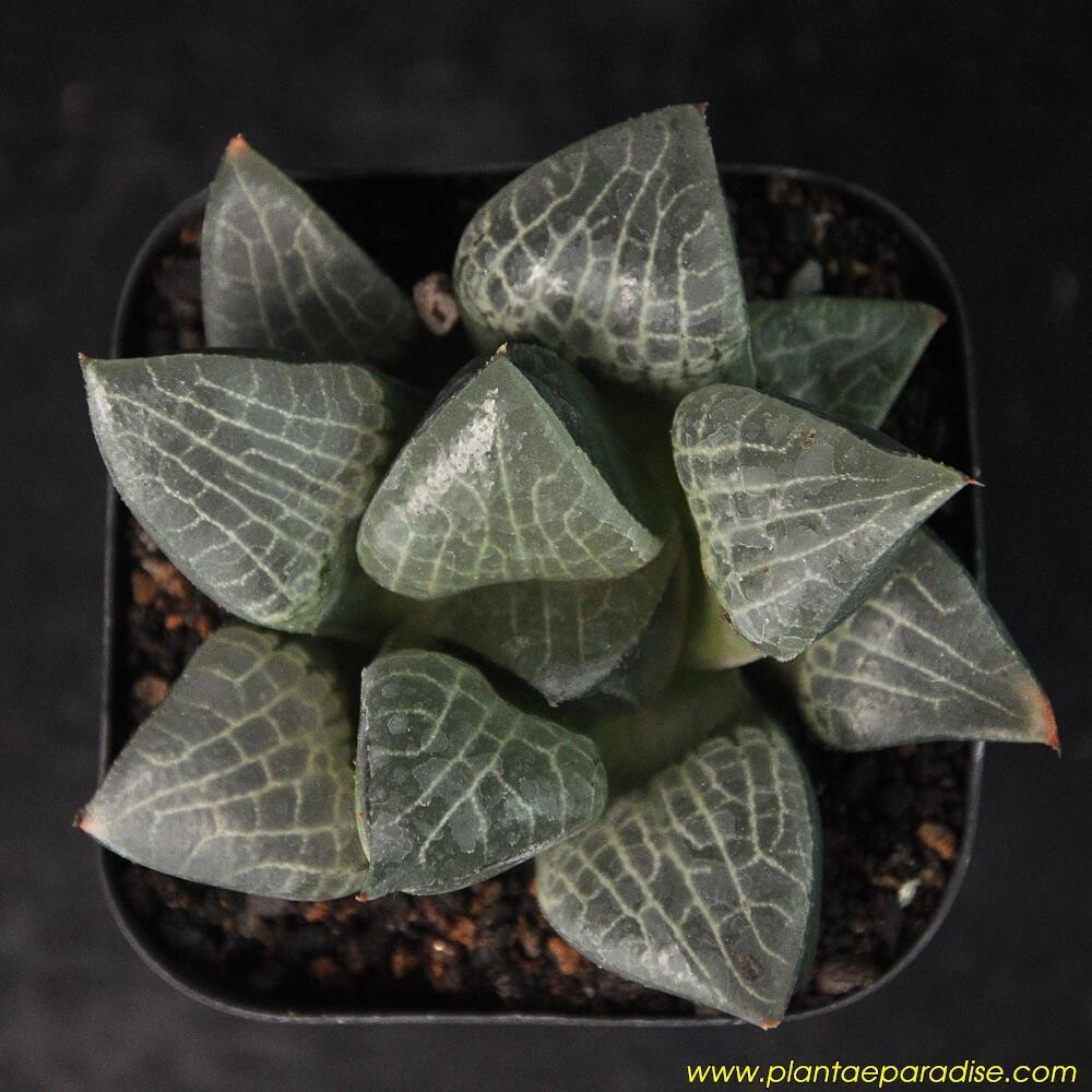 Haworthia comptoniana crystal