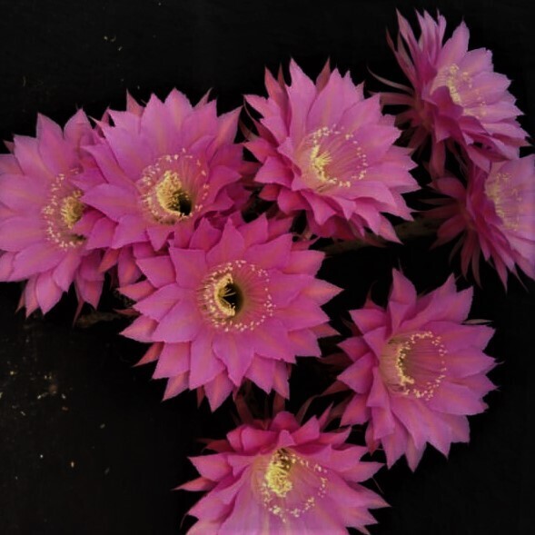 Echinopsis Hybrid "Valkyries" with multiple pink flowers