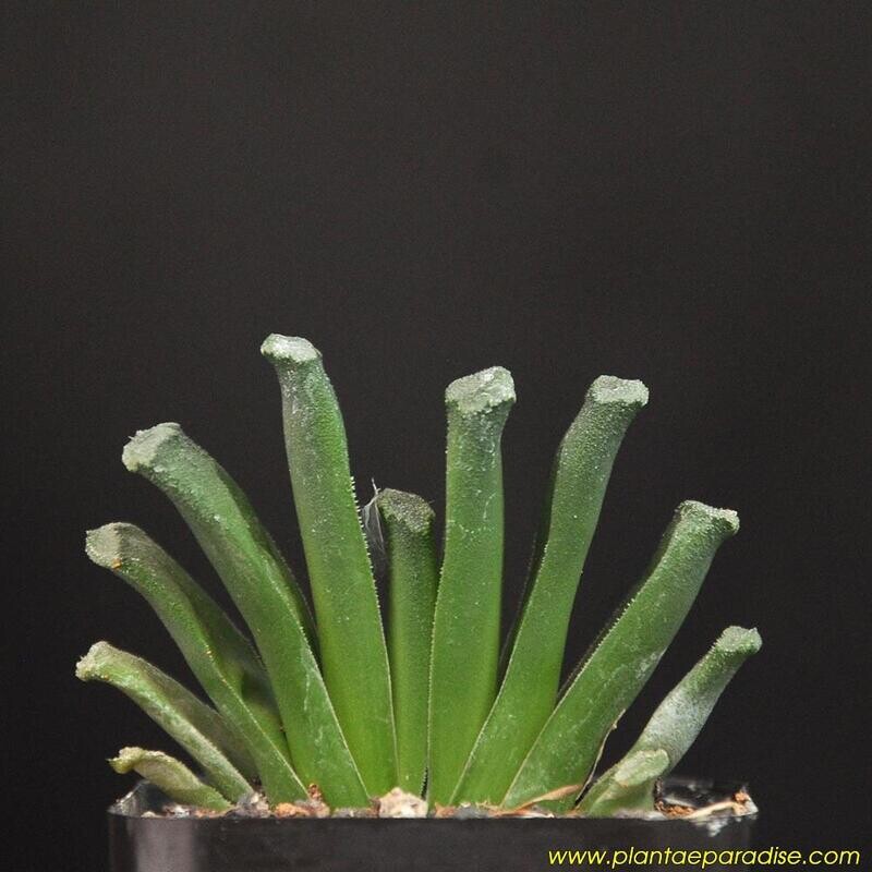 Haworthia truncata (Thin striaght leaved Cultivar)