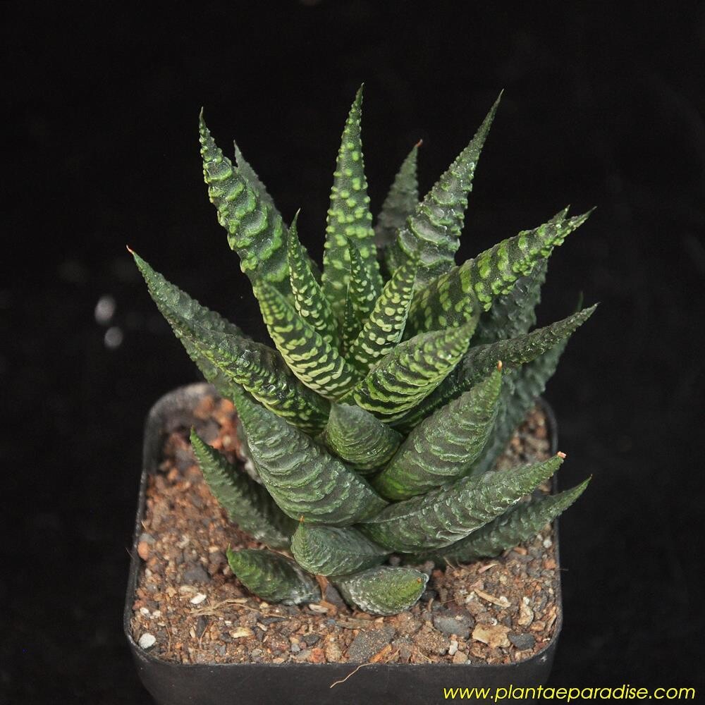Haworthia pumilla CV Little Circle