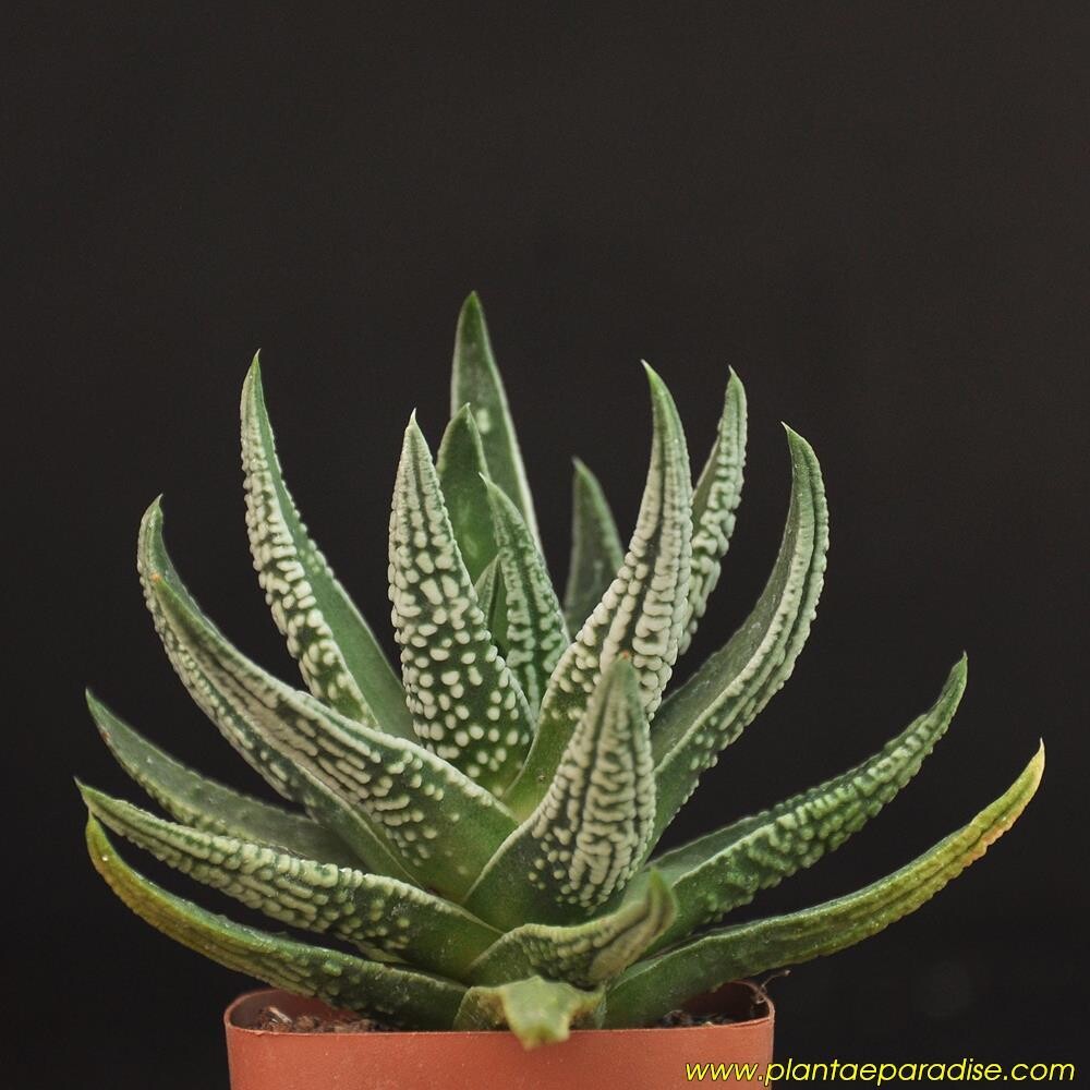 Haworthia pumilla CV Emperor