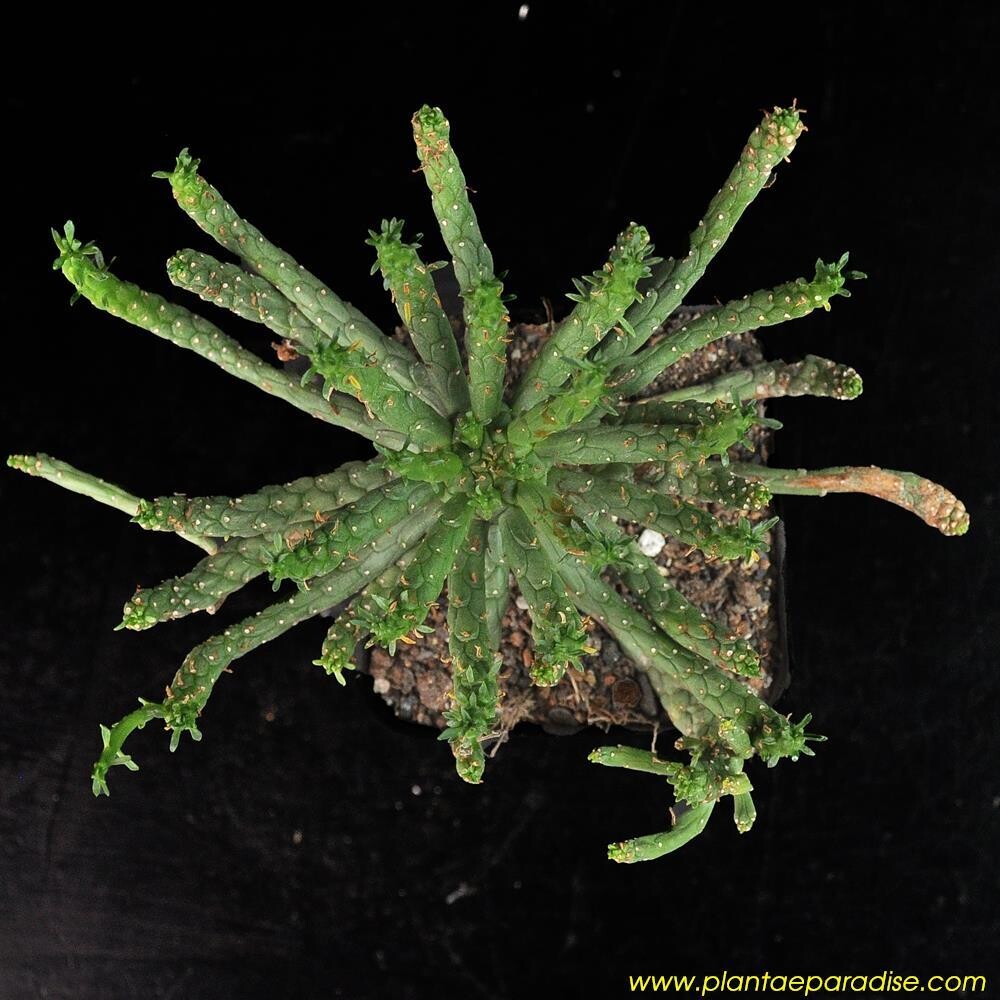 Euphorbia caput-medusae