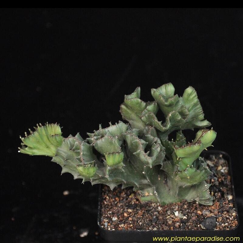 Euphorbia lactea crest