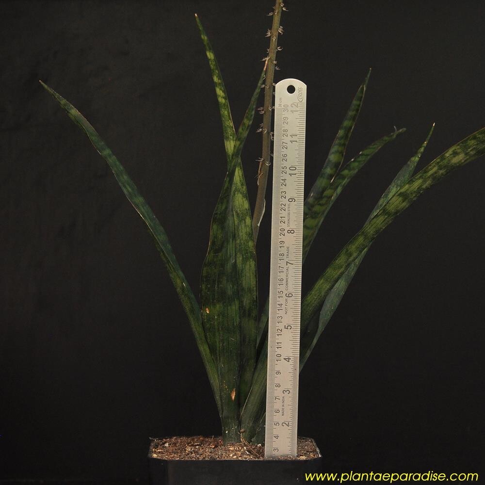 Sansevieria hybrid