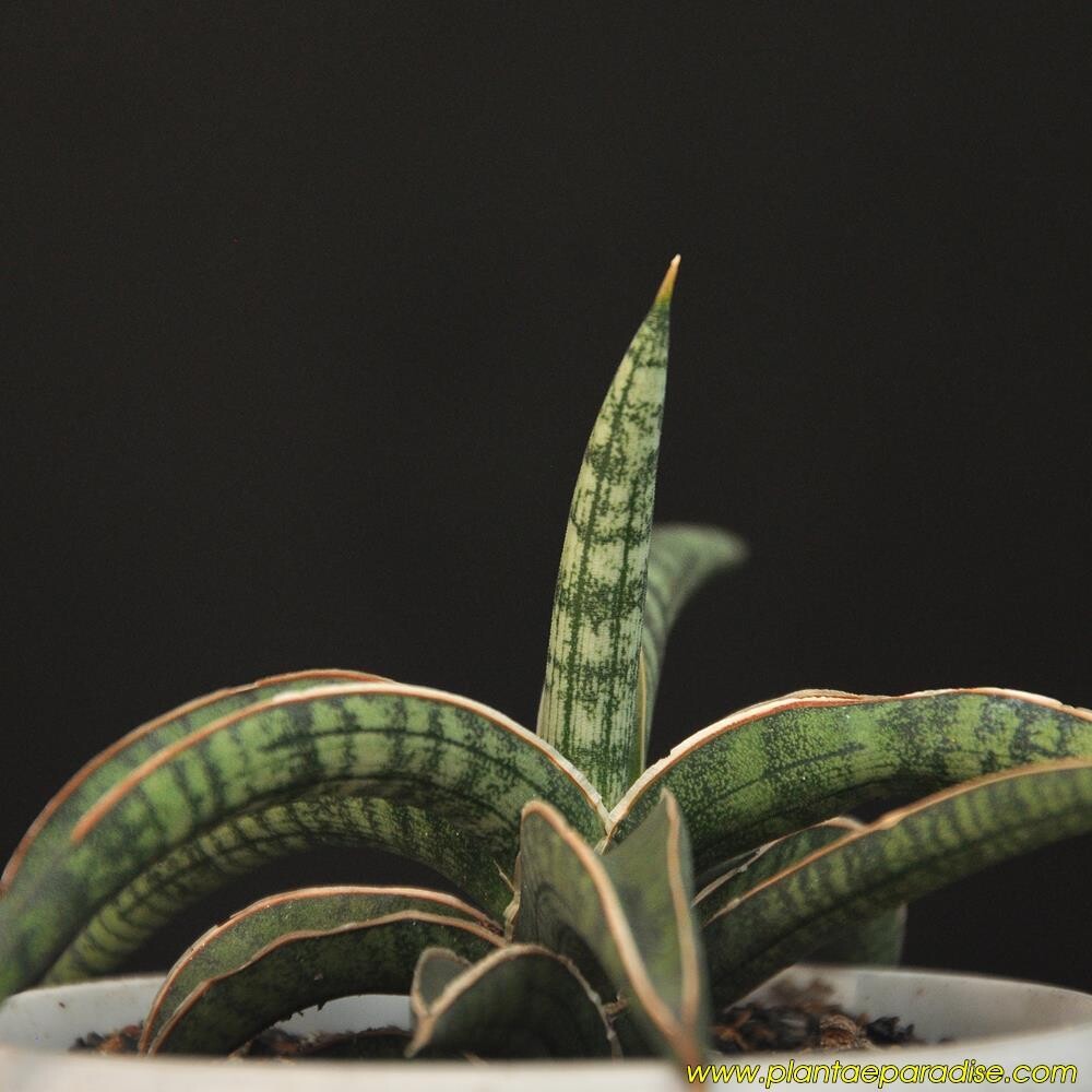 Sansevieria hybrid