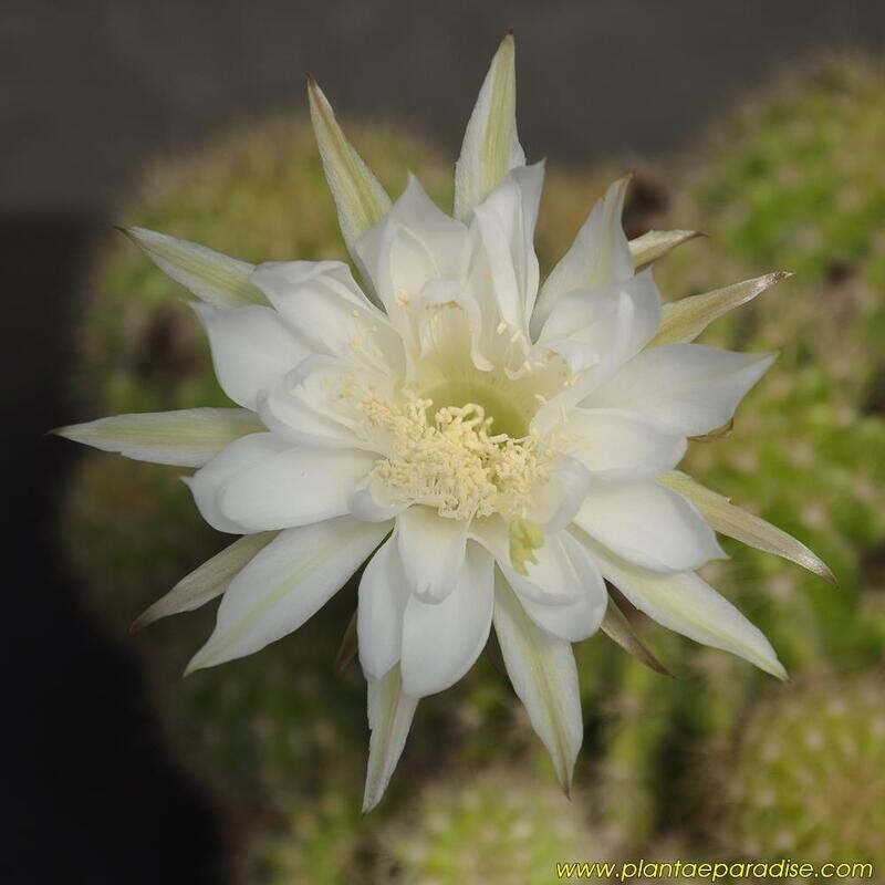 Echinopsis hybrid- ( White Flower) 