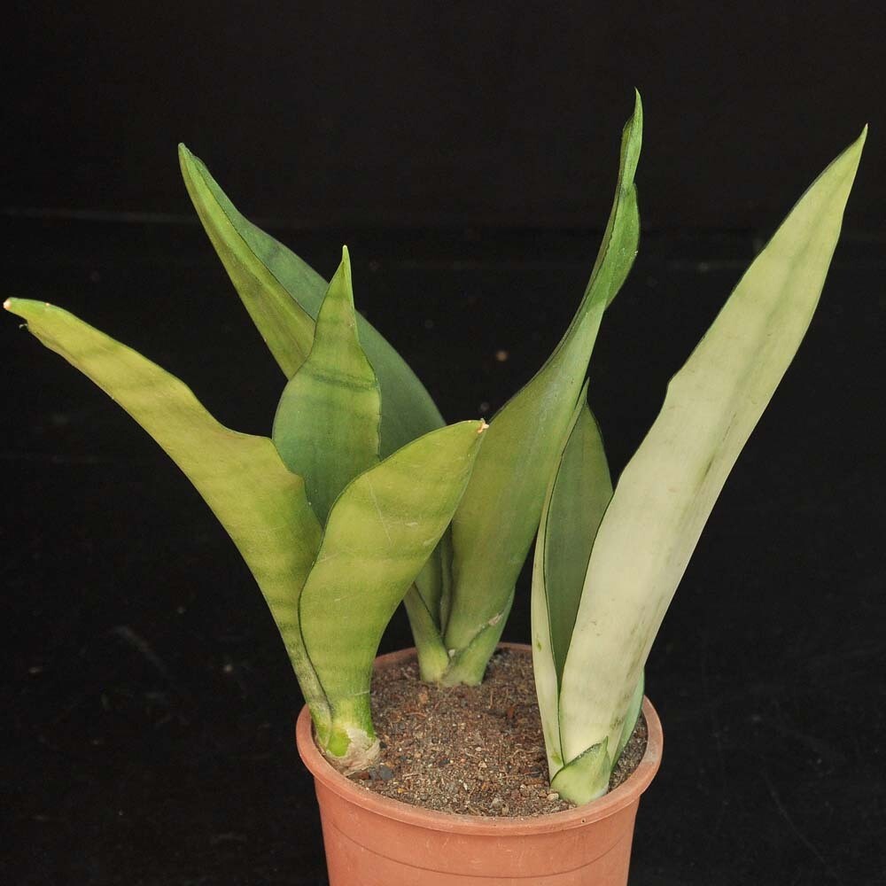Sansevieria cv 'Moonshine'