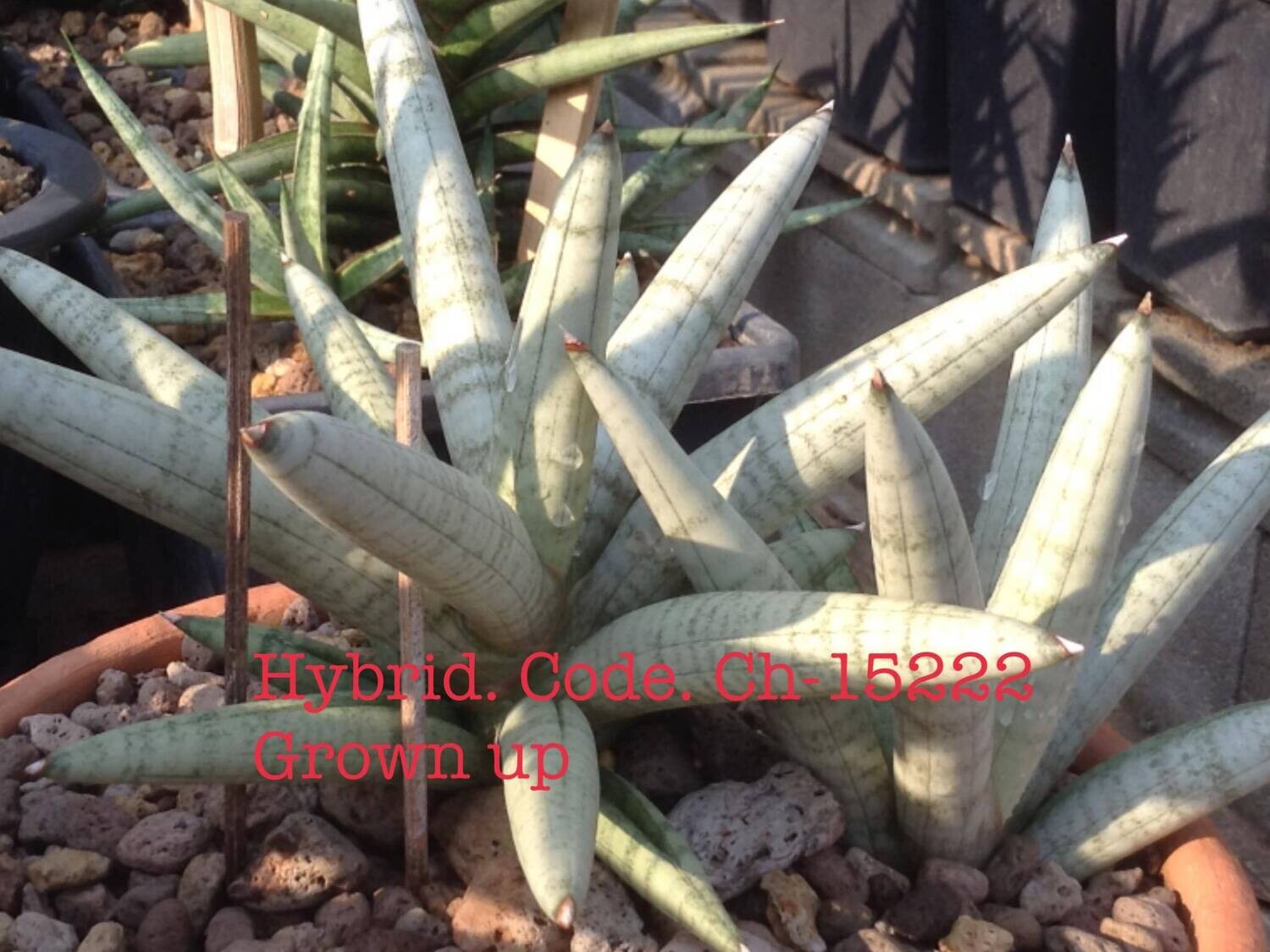 Sansevieria hybrid Snow Boy