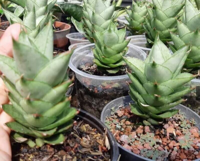 Sansevieria hybrid Pagoda