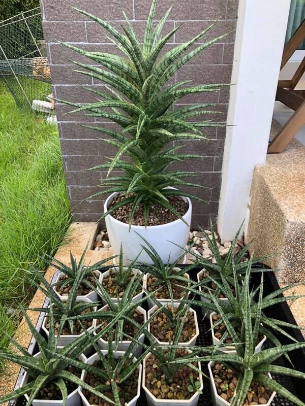 Sansevieria hybrid Hanabi