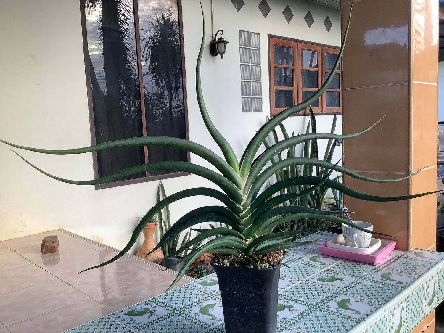 Sansevieria hybrid Bao Dam Sansevieria hybrid Bao Dam