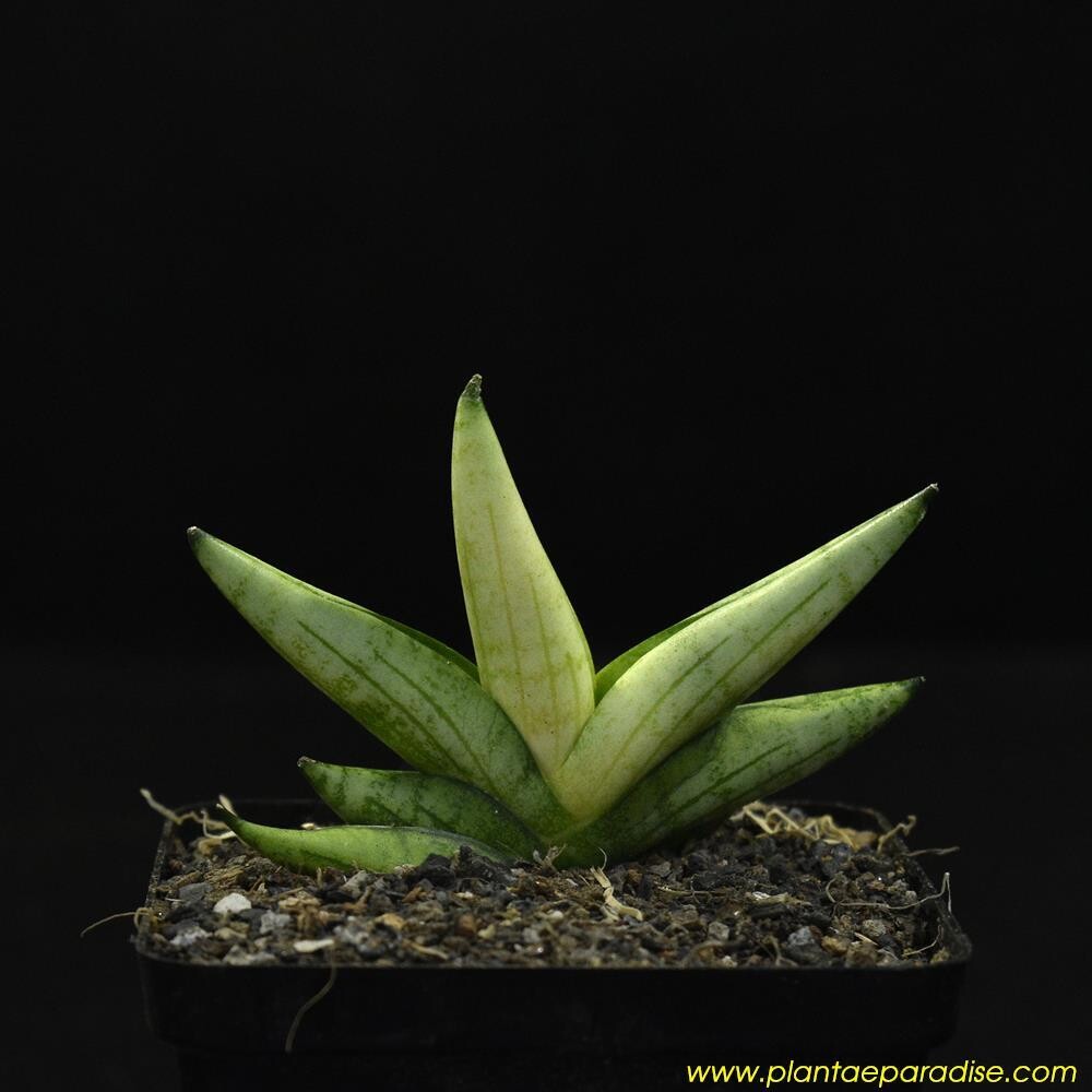 Sansevieria hybrid Mini gold