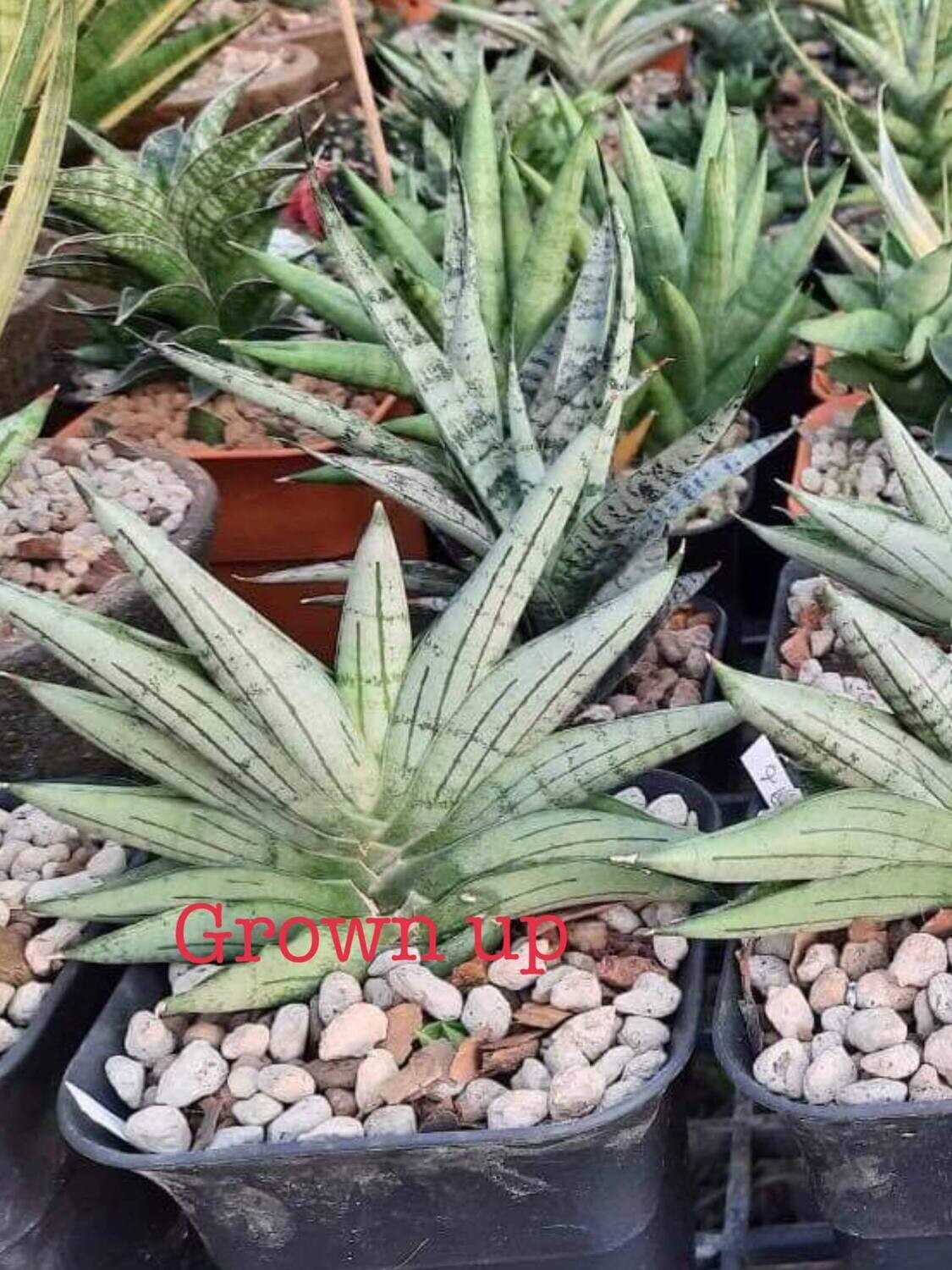 Sansevieria hybrid CH17024