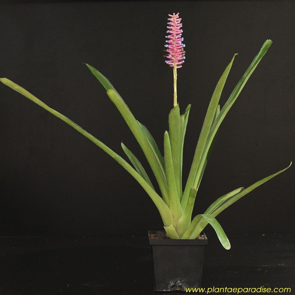 Bromeliad : Aechmea gamosepala : Matchstick Bromeliad