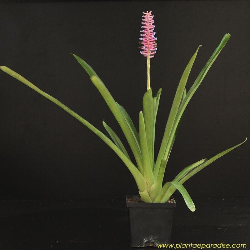 Bromeliad : Aechmea gamosepala : Matchstick Bromeliad Bromeliad : Aechmea gamosepala : Matchstick Bromeliad