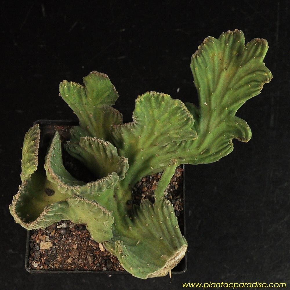 Stapelia leendertizae crest