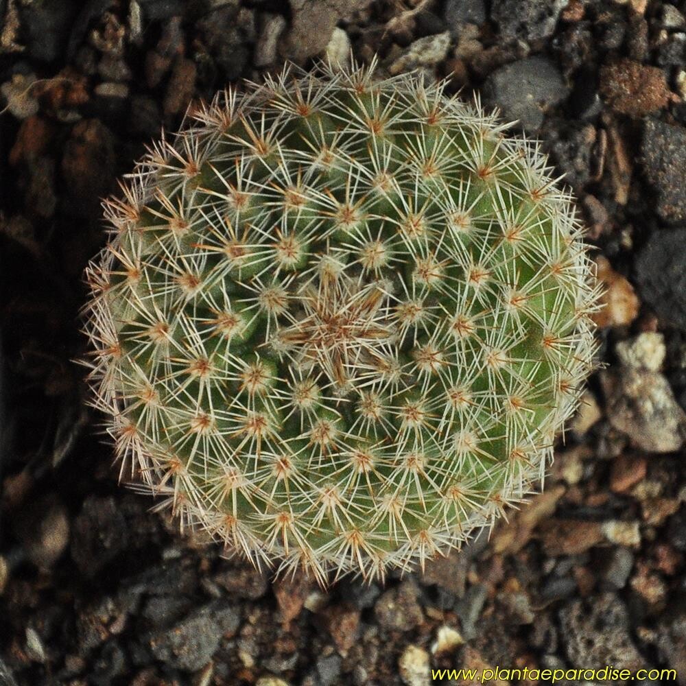 Notocactus muricatus