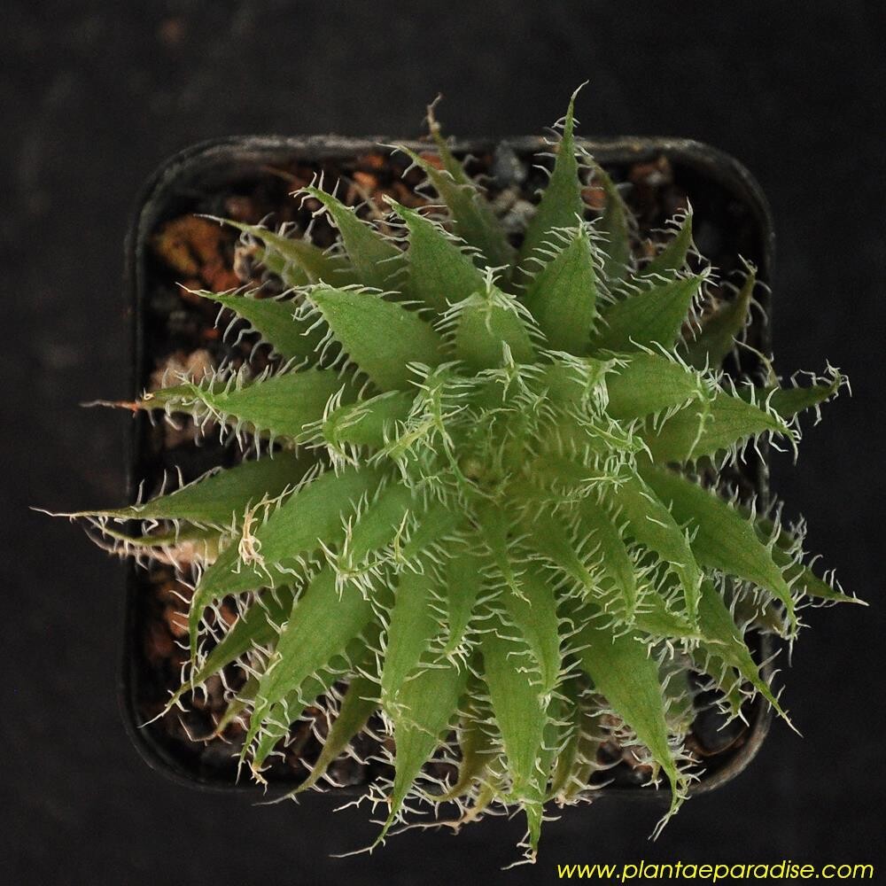Haworthia setata