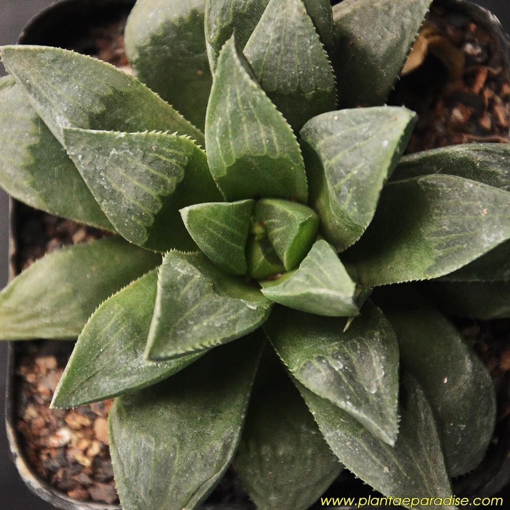 Haworthia retusa