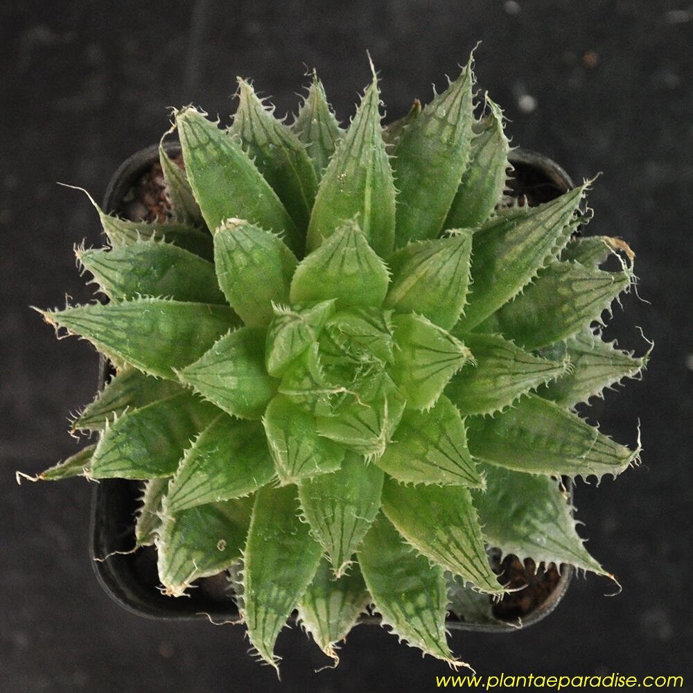 Haworthia decipiens var Pringlei