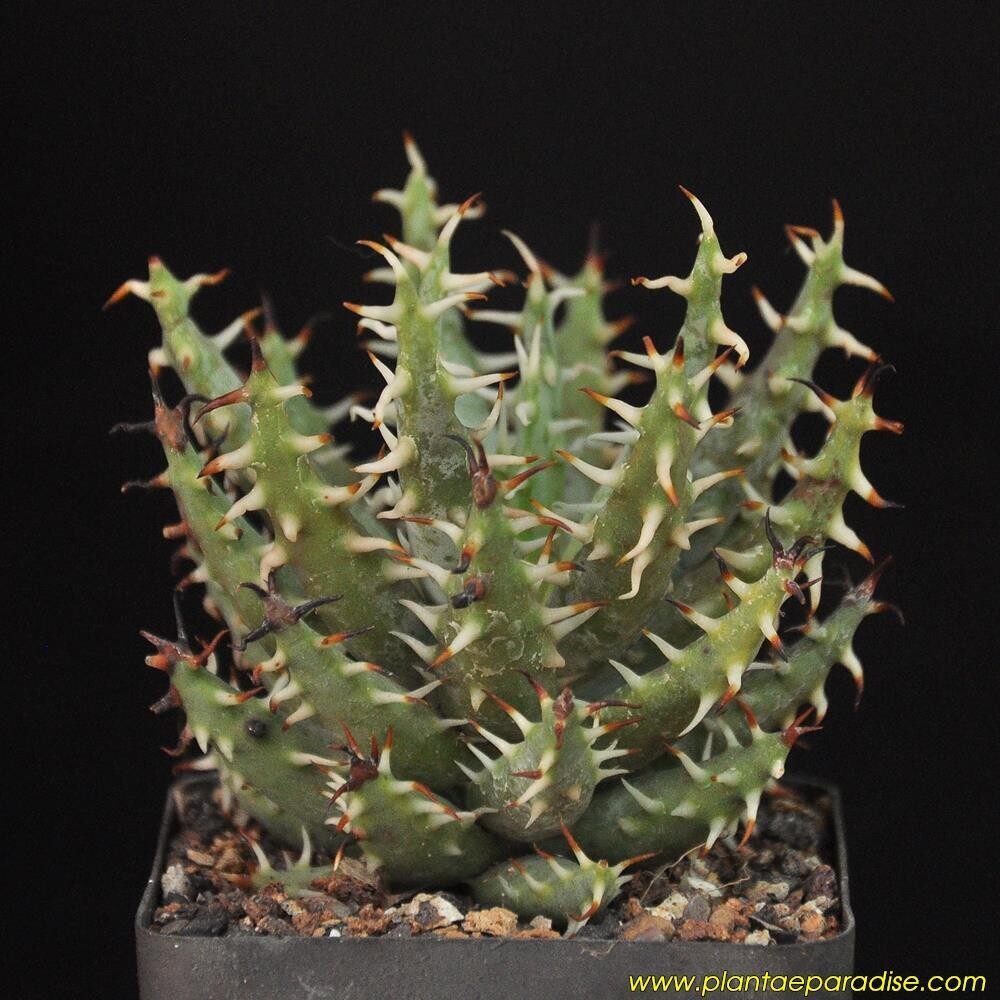 Aloe melanacantha var. erinacea