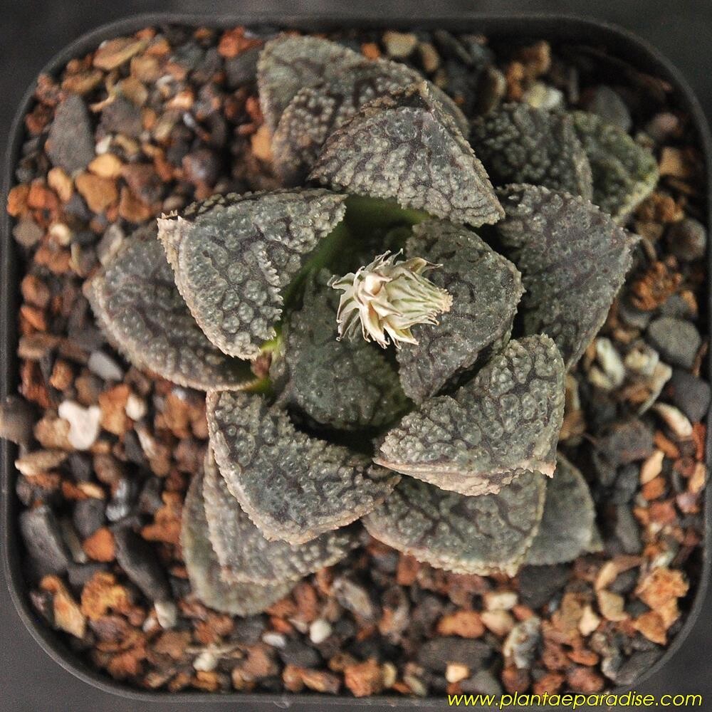 Haworthia hybrid ' Mordor '